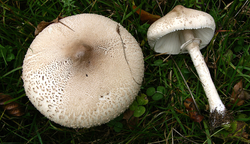 Lepiota e Macrolepiota da determinare.